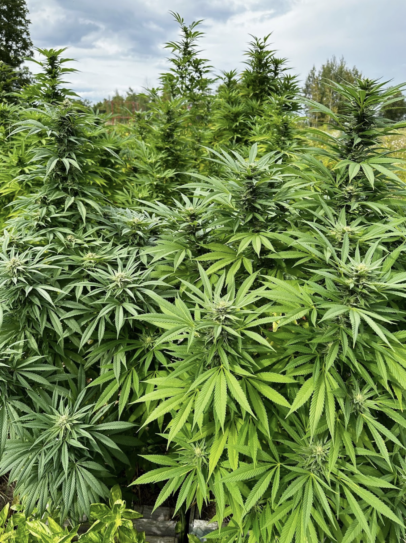 When To Harvest Weed, Urgent Update: Why Waiting Another Week Might Ruin Your Harvest – The Ultimate Timing Guide!